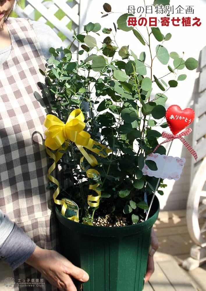 Amazon.co.jp: 土っ子倶楽部 ユーカリ 2品種植え （ ポポラス